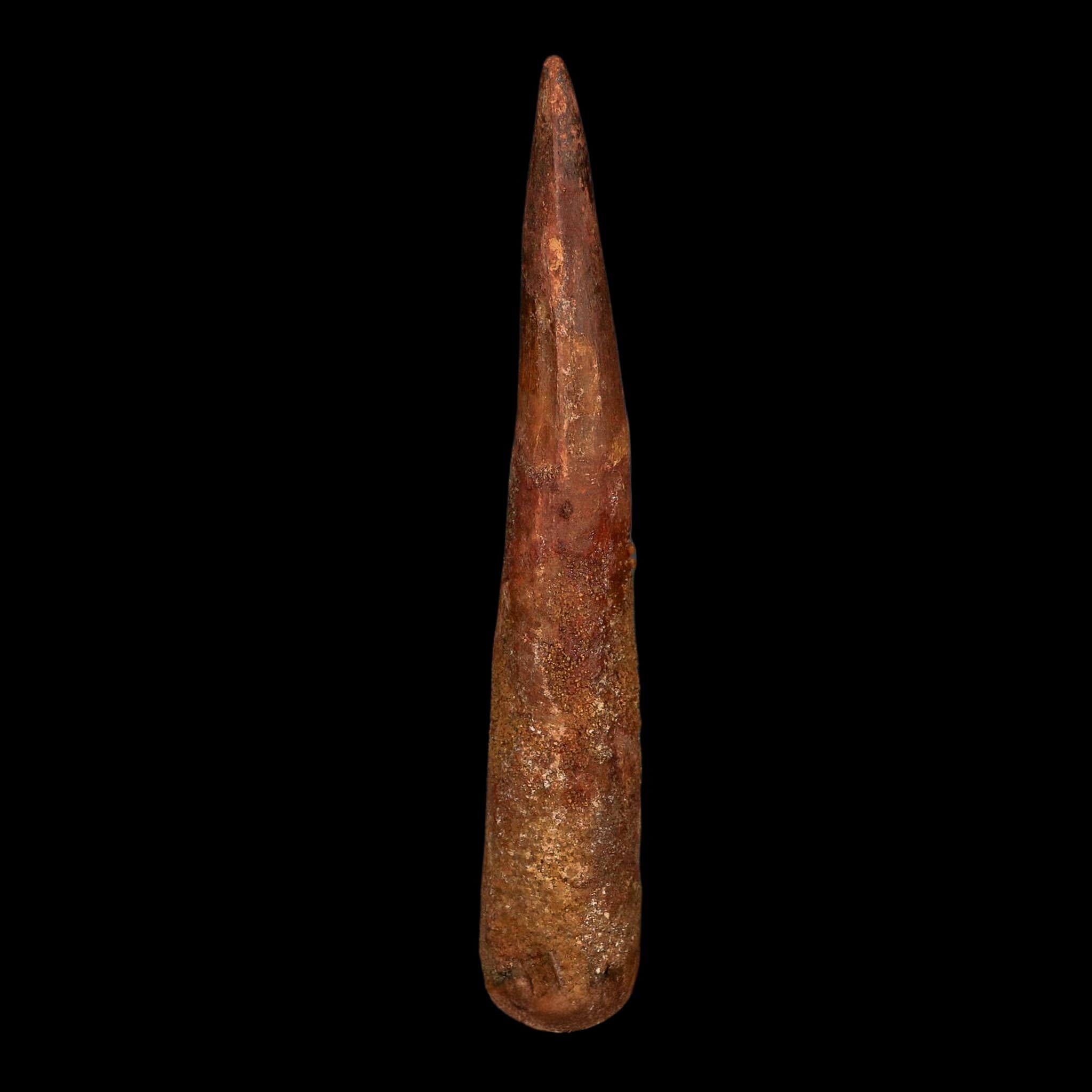 XL 4.3" Spinosaurus Fossil Tooth 100 Million Years Old Cretaceous Dinosaur COA