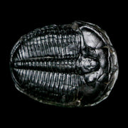 1.6" Elrathia Kingi Trilobite Fossil Utah Cambrian Age 521 Million Years Old COA