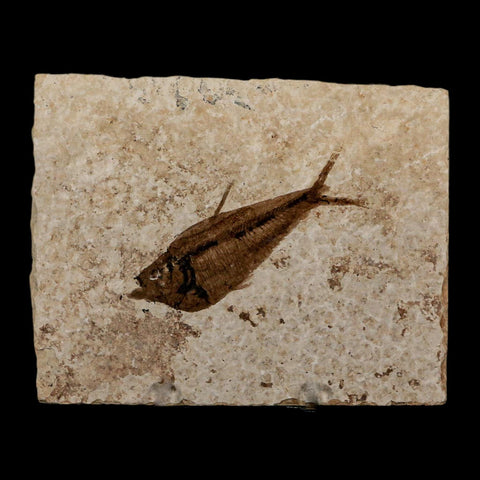 2.4" Diplomystus Dentatus Fossil Fish Green River FM WY Eocene Age COA, Stand
