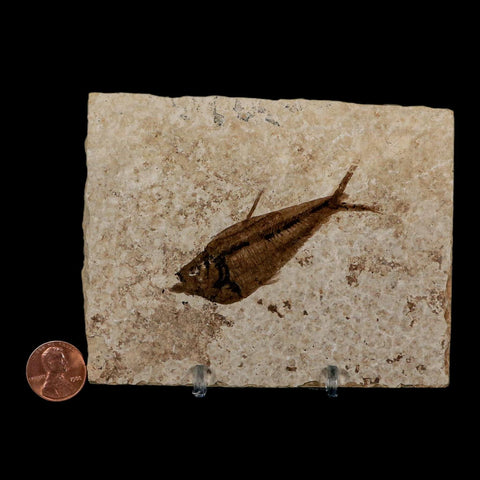 2.4" Diplomystus Dentatus Fossil Fish Green River FM WY Eocene Age COA, Stand