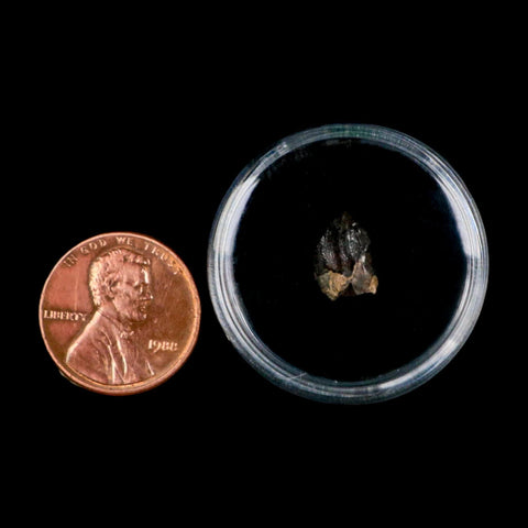 0.4" Triceratops Fossil Crown Tooth Hell Creek FM Cretaceous Dinosaur MT COA