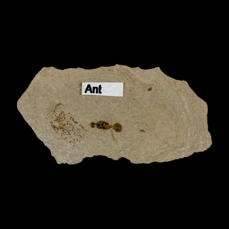 0.3" Fossil Ant Insect Green River Formation Uintah County Utah Eocene Age
