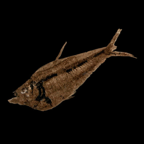 2.4" Diplomystus Dentatus Fossil Fish Green River FM WY Eocene Age COA, Stand