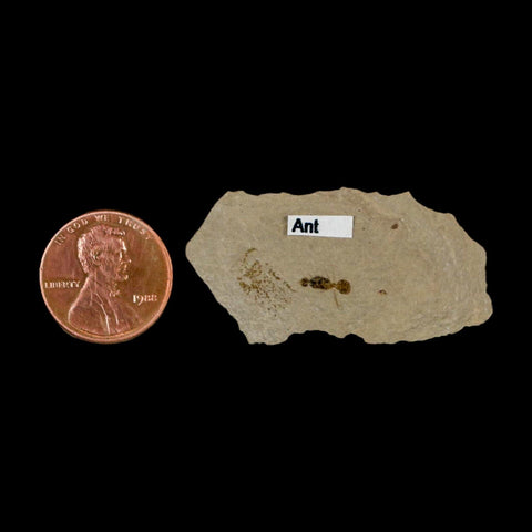 0.3" Fossil Ant Insect Green River Formation Uintah County Utah Eocene Age - Fossil Age Minerals