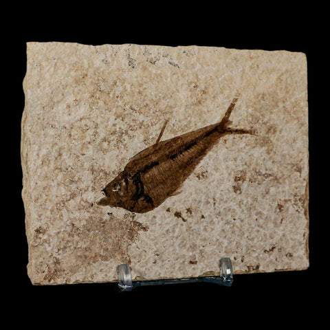 2.4" Diplomystus Dentatus Fossil Fish Green River FM WY Eocene Age COA, Stand