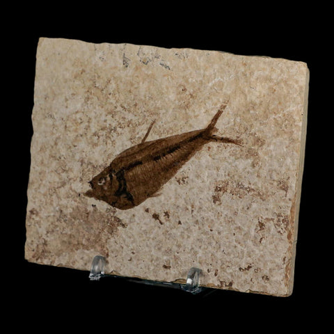 2.4" Diplomystus Dentatus Fossil Fish Green River FM WY Eocene Age COA, Stand