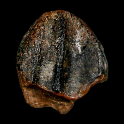 0.5" Triceratops Fossil Crown Tooth Hell Creek FM Cretaceous Dinosaur MT COA