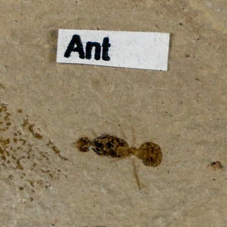 0.3" Fossil Ant Insect Green River Formation Uintah County Utah Eocene Age