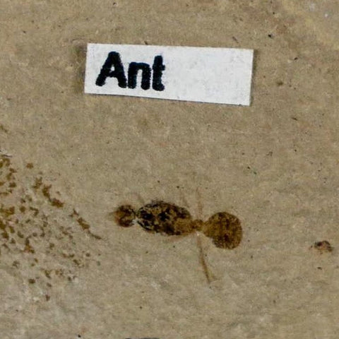0.3" Fossil Ant Insect Green River Formation Uintah County Utah Eocene Age - Fossil Age Minerals