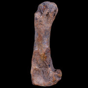 3.6" Extinct Cave Bear Ursus Spelaeus Hand Paw Bone Pleistocene Age Romania COA