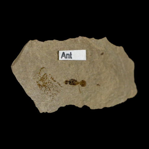 0.3" Fossil Ant Insect Green River Formation Uintah County Utah Eocene Age - Fossil Age Minerals