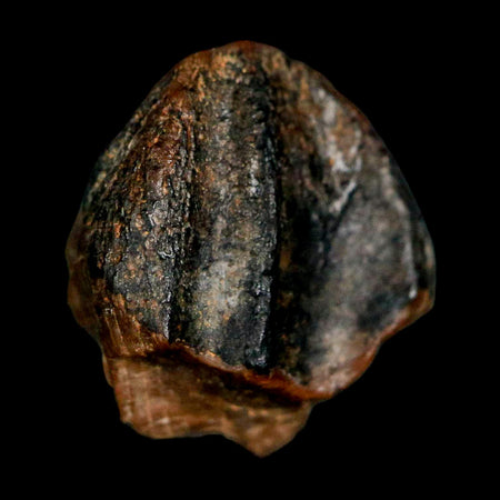 0.5" Triceratops Fossil Crown Tooth Hell Creek FM Cretaceous Dinosaur MT COA