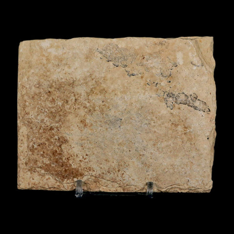 2.4" Diplomystus Dentatus Fossil Fish Green River FM WY Eocene Age COA, Stand