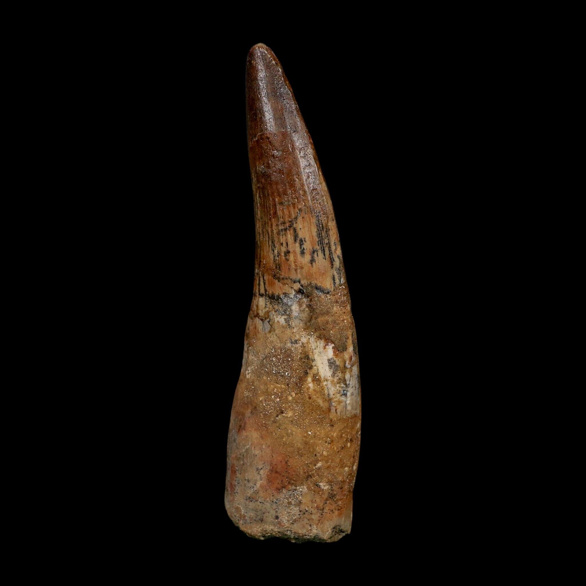 XL 3.6" Spinosaurus Fossil Tooth 100 Million Years Old Cretaceous Dinosaur COA
