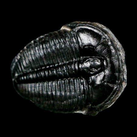 1" Elrathia Kingi Trilobite Fossil Utah Cambrian Age 521 Million Years Old COA