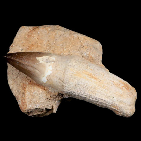 4.4" Mosasaur Prognathodon Fossil Tooth Rooted Cretaceous Dinosaur Era COA - Fossil Age Minerals