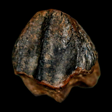 0.5" Triceratops Fossil Crown Tooth Hell Creek FM Cretaceous Dinosaur MT COA