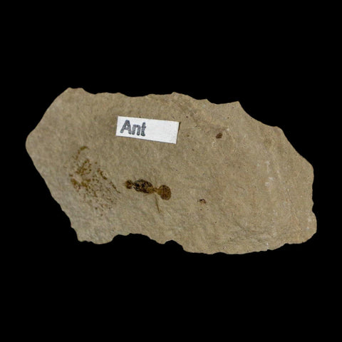 0.3" Fossil Ant Insect Green River Formation Uintah County Utah Eocene Age - Fossil Age Minerals
