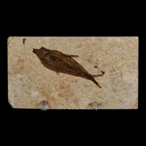 2.3" Diplomystus Dentatus Fossil Fish Green River FM WY Eocene Age COA, Stand