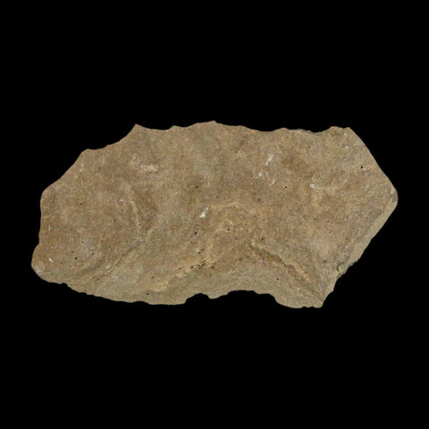 0.3" Fossil Ant Insect Green River Formation Uintah County Utah Eocene Age - Fossil Age Minerals