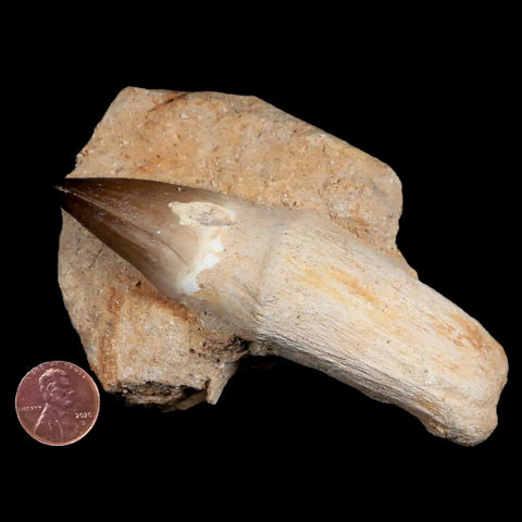 4.4" Mosasaur Prognathodon Fossil Tooth Rooted Cretaceous Dinosaur Era COA - Fossil Age Minerals
