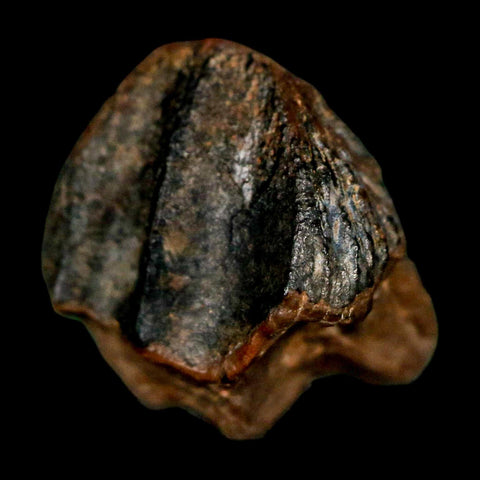 0.5" Triceratops Fossil Crown Tooth Hell Creek FM Cretaceous Dinosaur MT COA