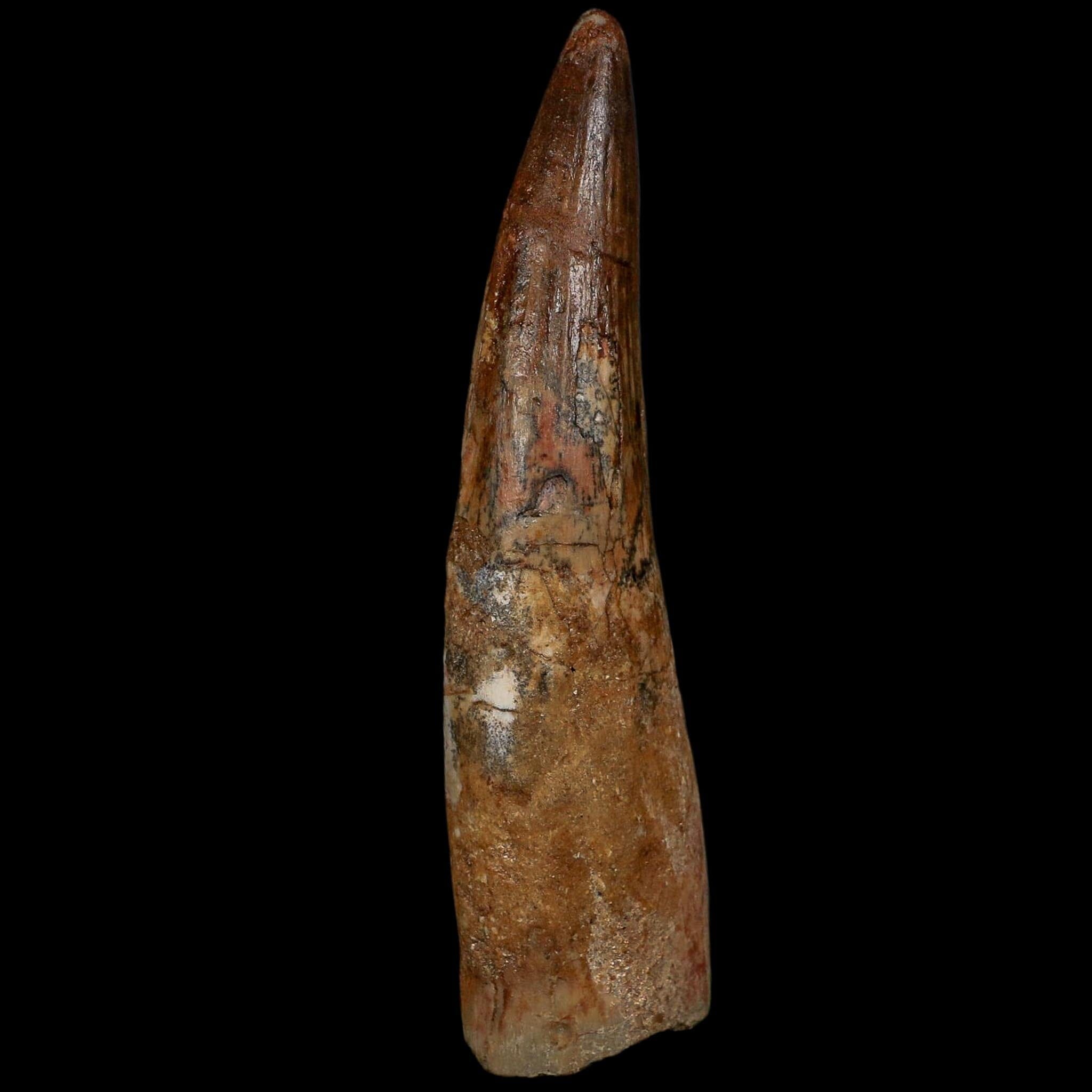 XL 3.6" Spinosaurus Fossil Tooth 100 Million Years Old Cretaceous Dinosaur COA