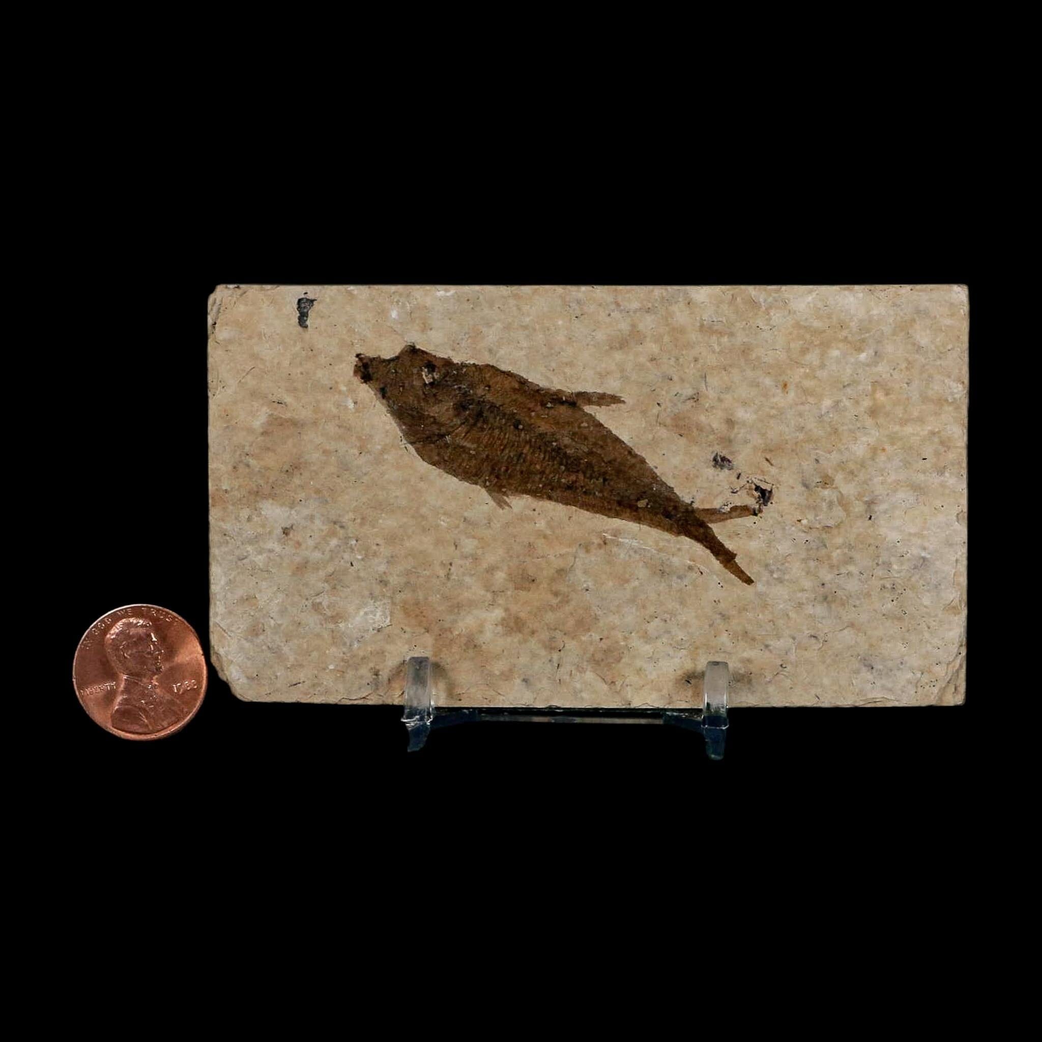 2.3" Diplomystus Dentatus Fossil Fish Green River FM WY Eocene Age COA, Stand - Fossil Age Minerals