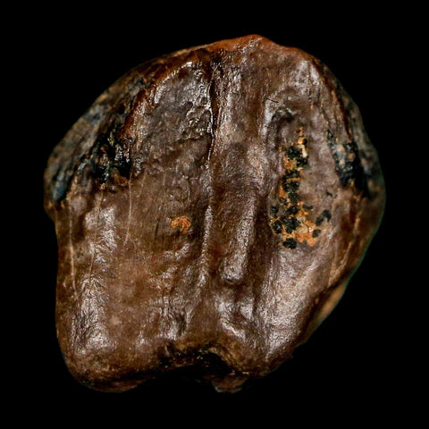 0.5" Triceratops Fossil Crown Tooth Hell Creek FM Cretaceous Dinosaur MT COA