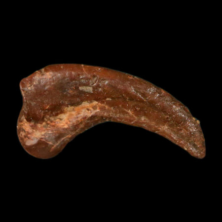0.5" Dromaeosaurid Raptor Fossil Claw Cretaceous Age Dinosaur COA, Display