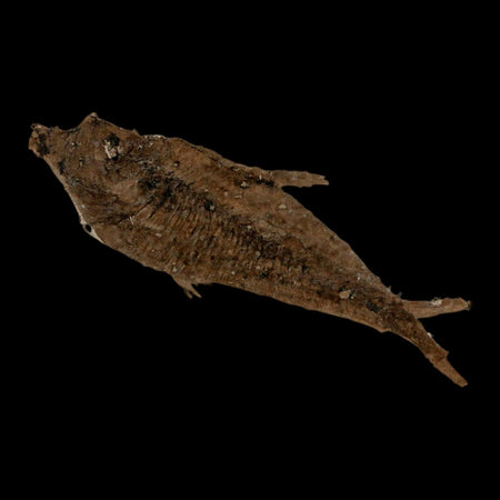 2.3" Diplomystus Dentatus Fossil Fish Green River FM WY Eocene Age COA, Stand