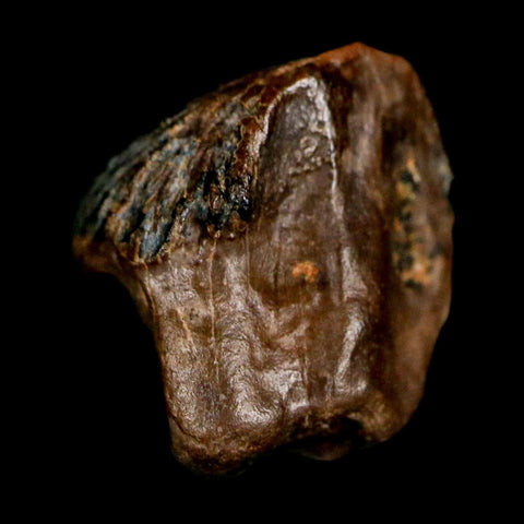 0.5" Triceratops Fossil Crown Tooth Hell Creek FM Cretaceous Dinosaur MT COA