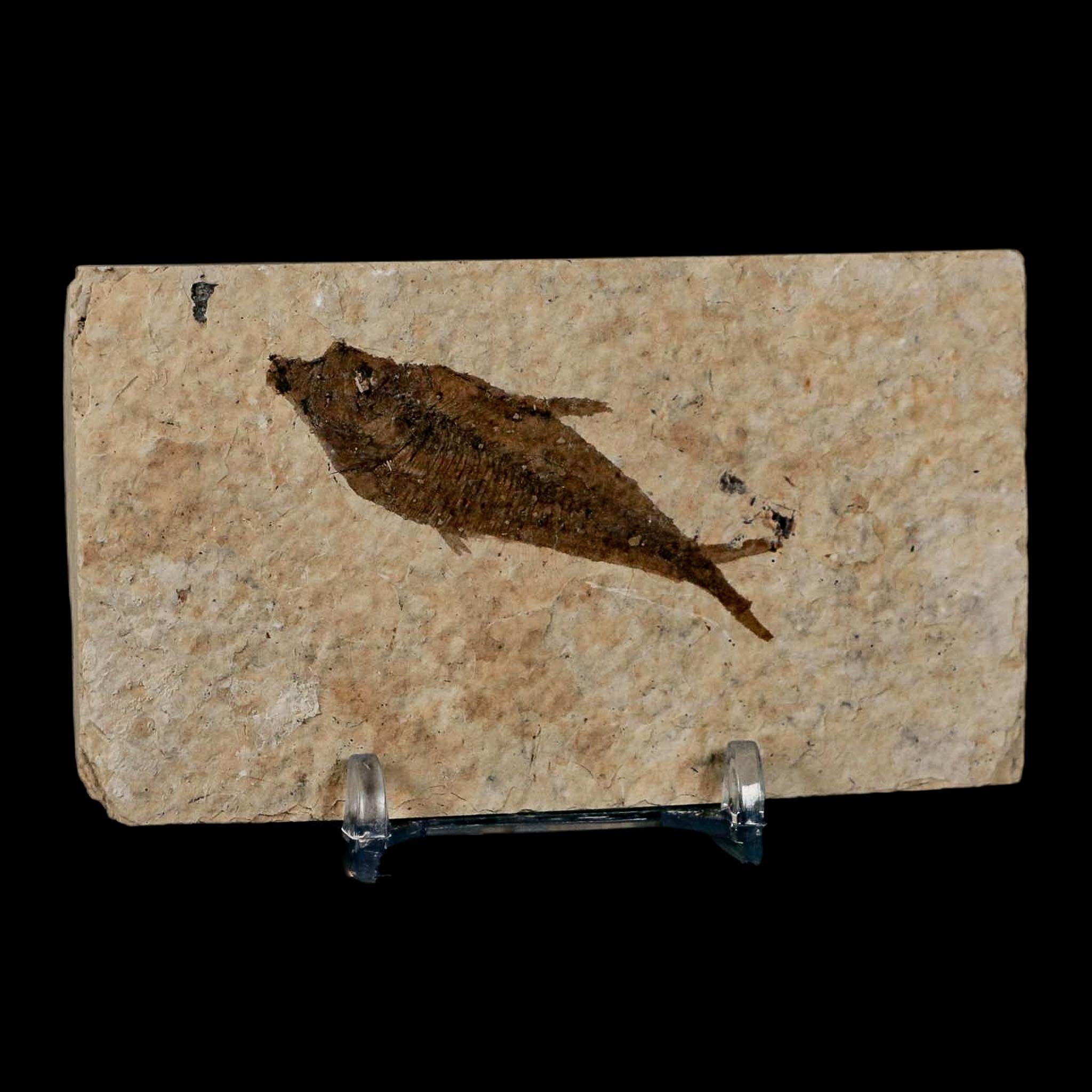 2.3" Diplomystus Dentatus Fossil Fish Green River FM WY Eocene Age COA, Stand - Fossil Age Minerals