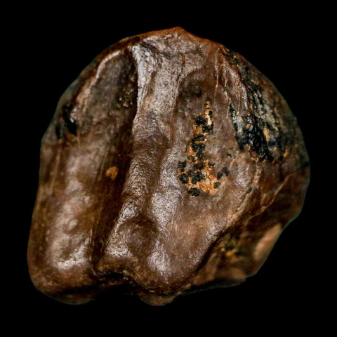 0.5" Triceratops Fossil Crown Tooth Hell Creek FM Cretaceous Dinosaur MT COA