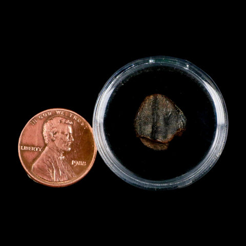 0.5" Triceratops Fossil Crown Tooth Hell Creek FM Cretaceous Dinosaur MT COA