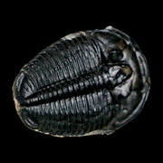 1" Elrathia Kingi Trilobite Fossil Utah Cambrian Age 521 Million Years Old COA