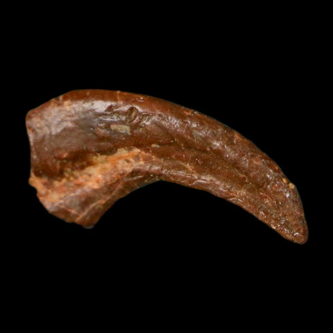 0.5" Dromaeosaurid Raptor Fossil Claw Cretaceous Age Dinosaur COA, Display - Fossil Age Minerals