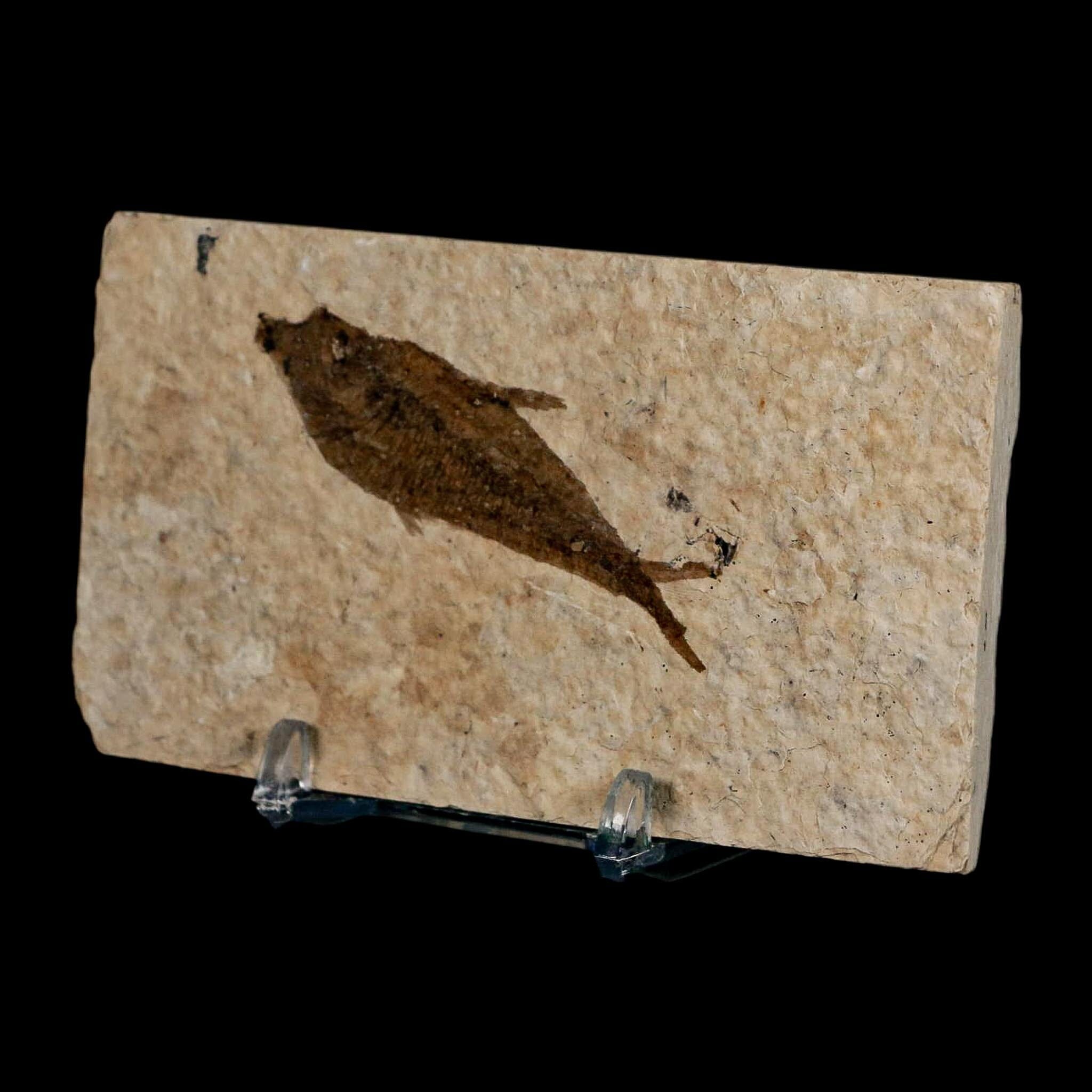 2.3" Diplomystus Dentatus Fossil Fish Green River FM WY Eocene Age COA, Stand - Fossil Age Minerals