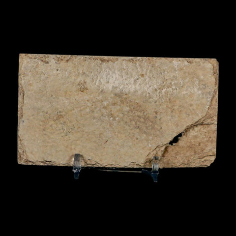 2.3" Diplomystus Dentatus Fossil Fish Green River FM WY Eocene Age COA, Stand