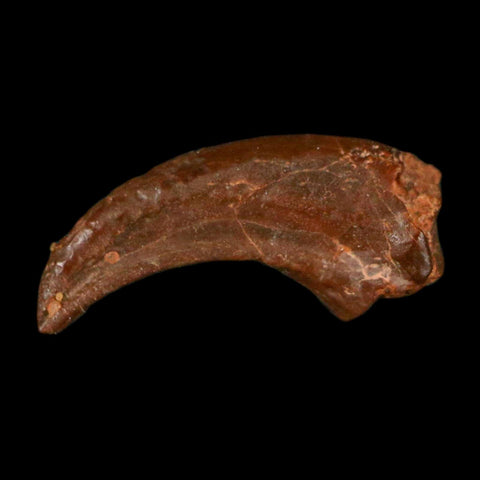 0.5" Dromaeosaurid Raptor Fossil Claw Cretaceous Age Dinosaur COA, Display - Fossil Age Minerals