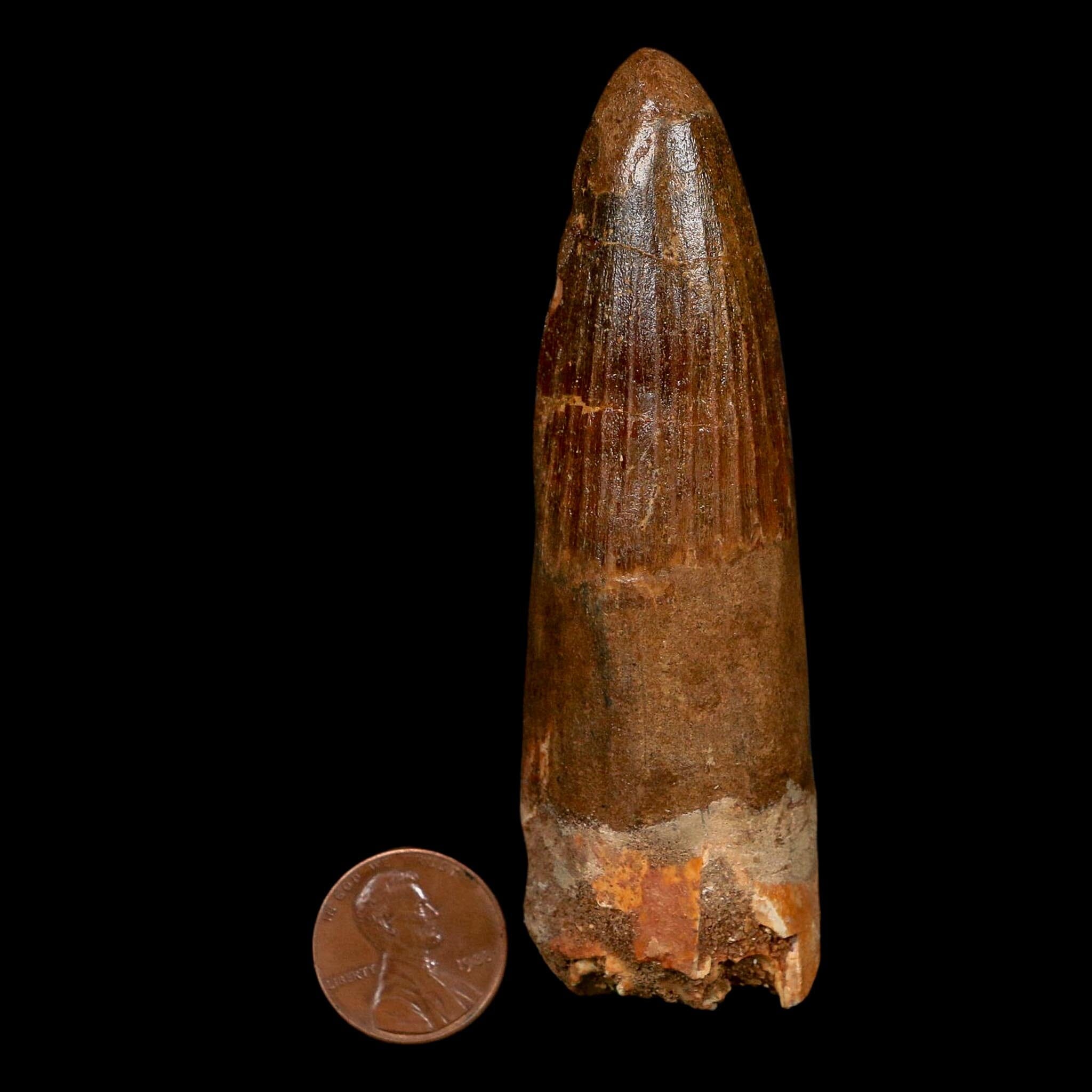 XL 3.6" Spinosaurus Fossil Tooth 100 Million Years Old Cretaceous Dinosaur COA