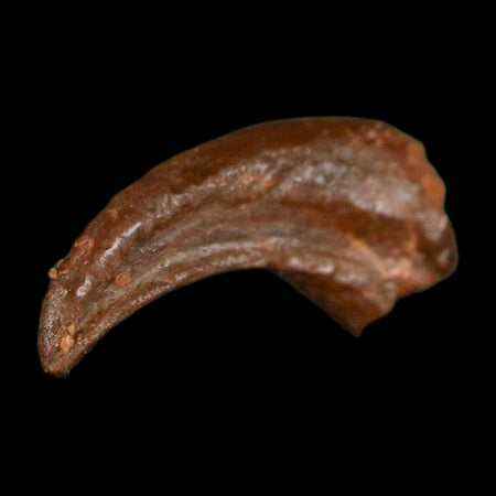 0.5" Dromaeosaurid Raptor Fossil Claw Cretaceous Age Dinosaur COA, Display