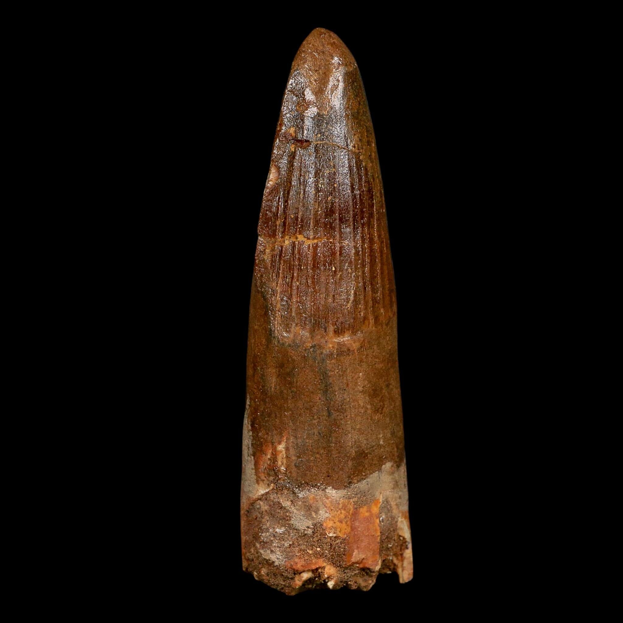 XL 3.6" Spinosaurus Fossil Tooth 100 Million Years Old Cretaceous Dinosaur COA