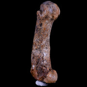 3.4" Extinct Cave Bear Ursus Spelaeus Hand Paw Bone Pleistocene Age Romania COA
