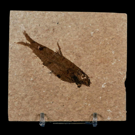 2.5" Knightia Eocaena Fossil Fish Green River FM Wyoming Eocene Age COA & Stand