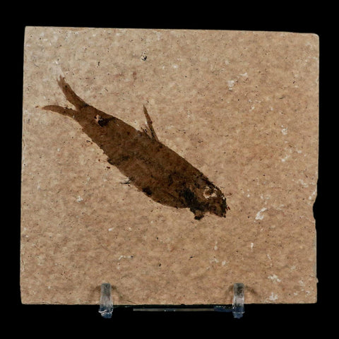 2.5" Knightia Eocaena Fossil Fish Green River FM Wyoming Eocene Age COA & Stand