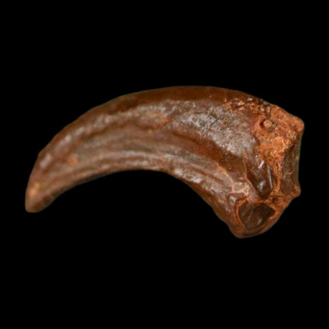 0.5" Dromaeosaurid Raptor Fossil Claw Cretaceous Age Dinosaur COA, Display - Fossil Age Minerals