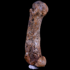 Cave Bear Teeth Collection