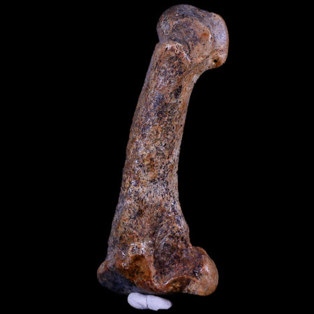 3.4" Extinct Cave Bear Ursus Spelaeus Hand Paw Bone Pleistocene Age Romania COA