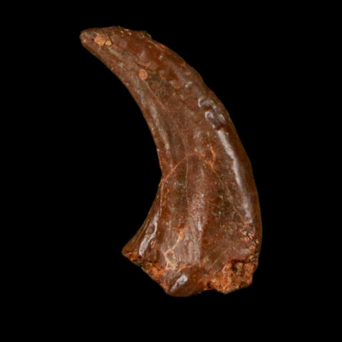 0.5" Dromaeosaurid Raptor Fossil Claw Cretaceous Age Dinosaur COA, Display - Fossil Age Minerals
